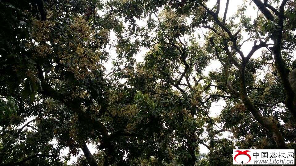 荔枝网荔枝预售