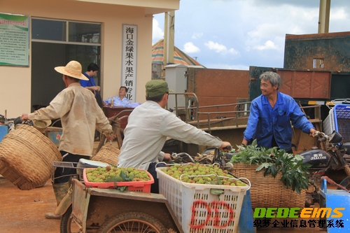 5月17日，海口市琼山区三门坡镇的荔枝种植农户将采摘的荔枝陆续运抵收购点。人民网记者黄晓慧摄