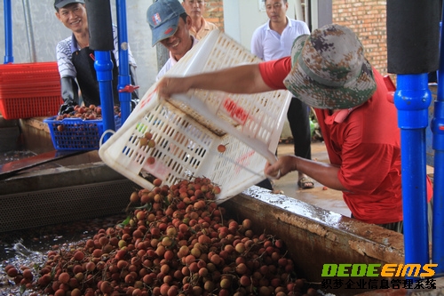 5月17日，在海口市琼山区三门坡镇的金绿果水果产销专业合作社的收购点，工人们将采摘不久的荔枝倒入冰水池中浸泡保鲜。人民网记者黄晓慧摄