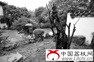 西湖宋朝荔枝树疑似枯死 管理处:会请专家会诊