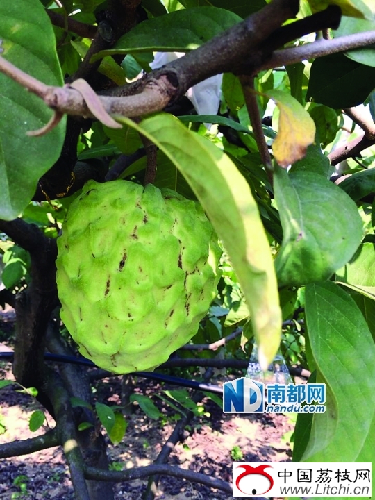 <p>&nbsp;&nbsp;&nbsp;&nbsp;通讯员供图</p>