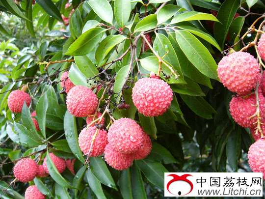 大自然的恩赐&mdash;&mdash;广西灵山荔枝