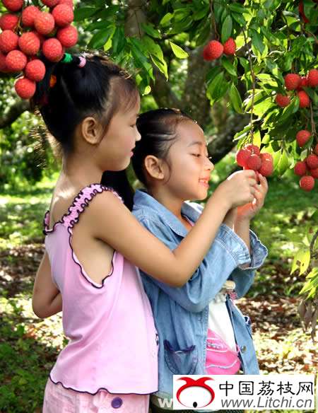 灵山县荔枝生产概况