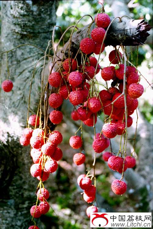灵山县荔枝生产概况