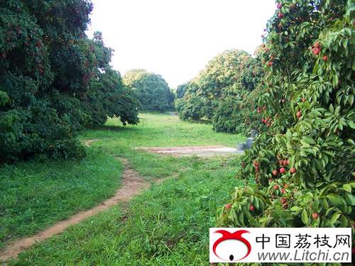 灵山县荔枝生产概况