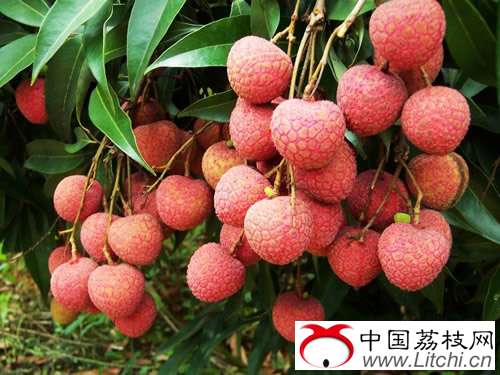 灵山县荔枝生产概况