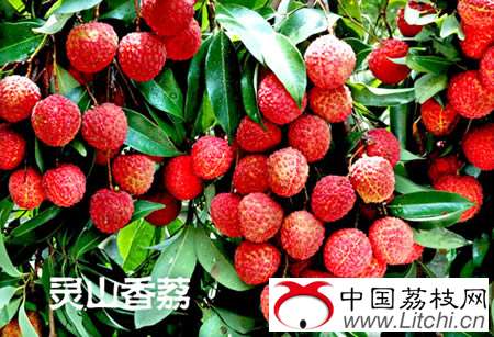 灵山县荔枝生产概况