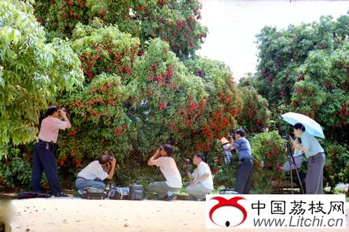 灵山县荔枝生产概况