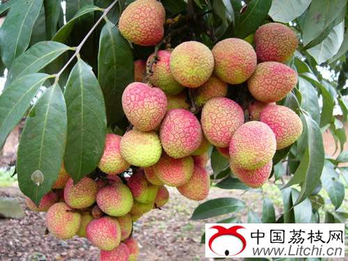 灵山县荔枝生产概况