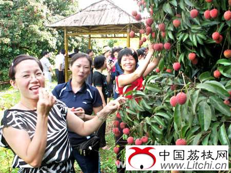 灵山县荔枝生产概况