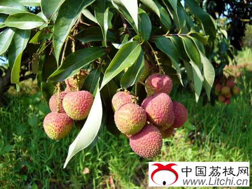 灵山县荔枝生产概况