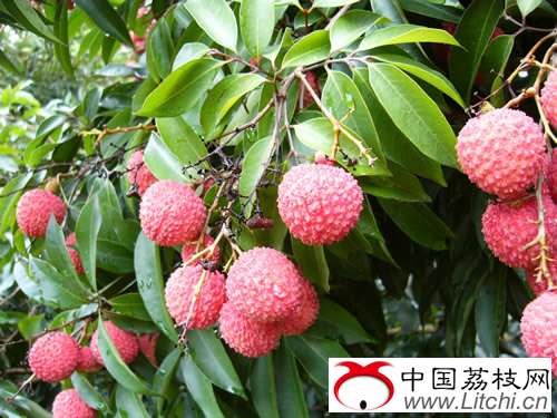 灵山县荔枝生产概况