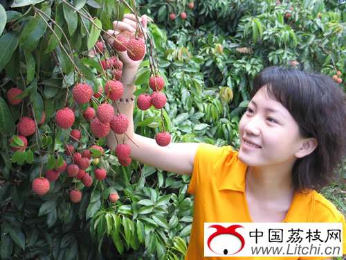 灵山县荔枝生产概况