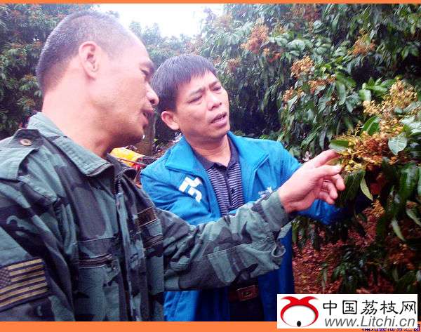 广西浦北：果树壮花保果 专家传授妙招