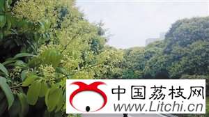 深圳西丽荔枝花 2014年成花率超九成