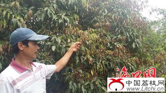 荔枝树疑遭投毒枯萎
