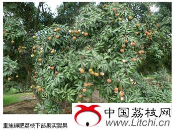 重施钾肥荔枝下部果实裂果