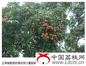 正常施肥荔枝果实有少量裂果