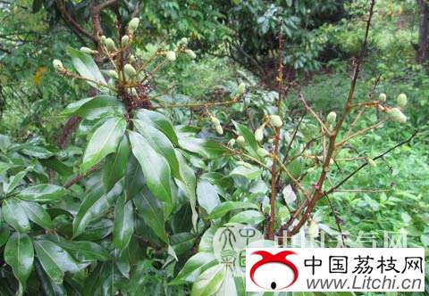 日照少雨日多荔枝坐果率低