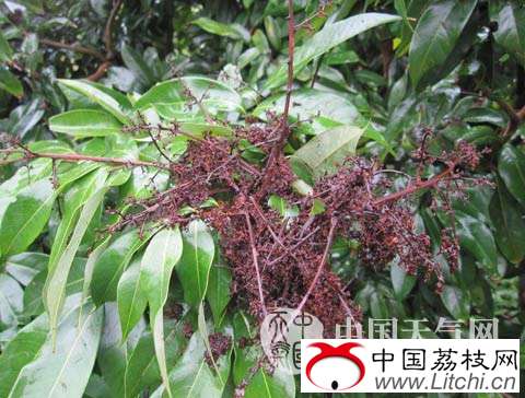 日照少雨日多荔枝坐果率低