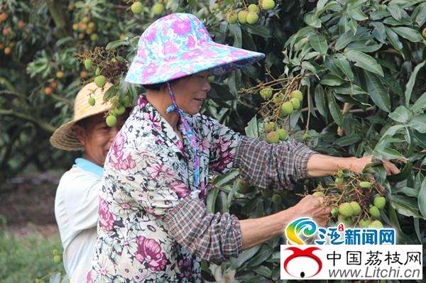 图为荔枝园内果农们正在采摘成熟的荔枝(三亚新闻网记者 王威摄)