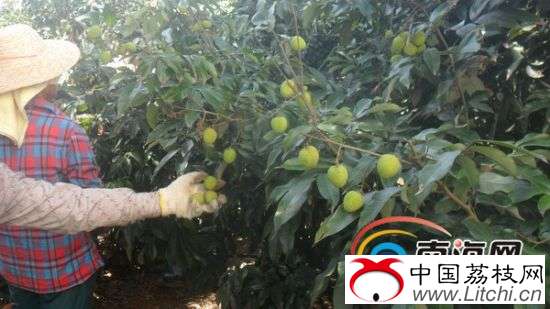 2014年海口荔枝交易会启幕现场签约3.1亿元