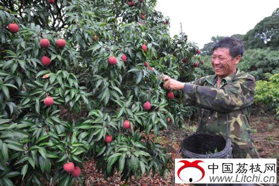 图为果农在采摘荔枝。骆云飞 摄