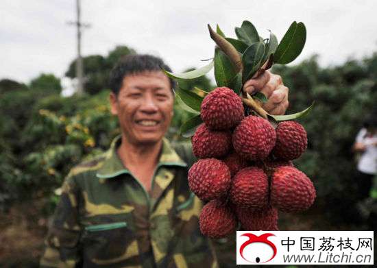   6月9日，海口永兴镇博昌村的果农采摘紫娘喜大荔枝。骆云飞 摄