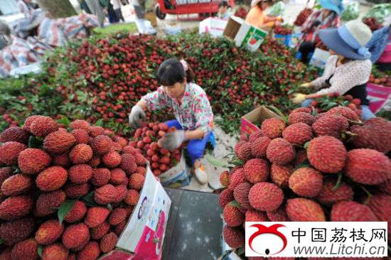.生长在火山岩中间的荔枝树，品质高，口味好。骆云飞 摄