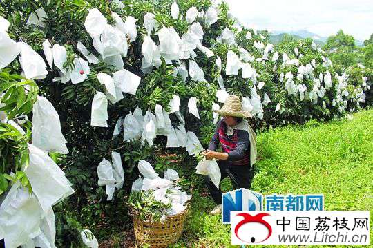 荔枝套袋身价倍增，20元每斤仍不愁销路。南都记者 陈岩 摄