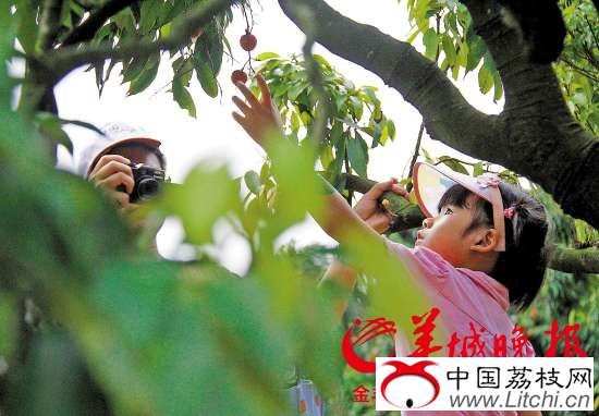　　上周以来东莞荔枝纷纷上市，这几天不少市民前往果园摘荔枝