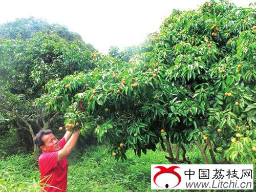 广东增城农民抱团种荔枝获丰收 30万斤荔枝增收200多万元