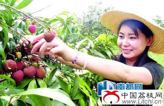  荔枝熟了，等待采摘。