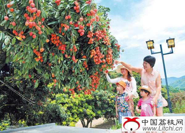 福建泉州永春县岵山荔枝熟了