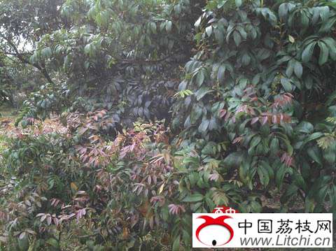 浦北荔枝频现&ldquo;冲梢&rdquo;