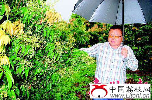 吕淑鹏在雨中查看荔枝花，显得很无奈。
