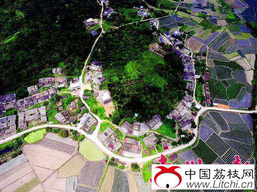 航拍马安岭村,满眼都是绿色。