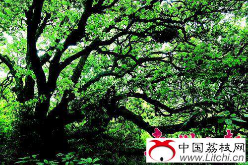     荔枝古树虬枝盘曲。
本报记者李松权 摄
