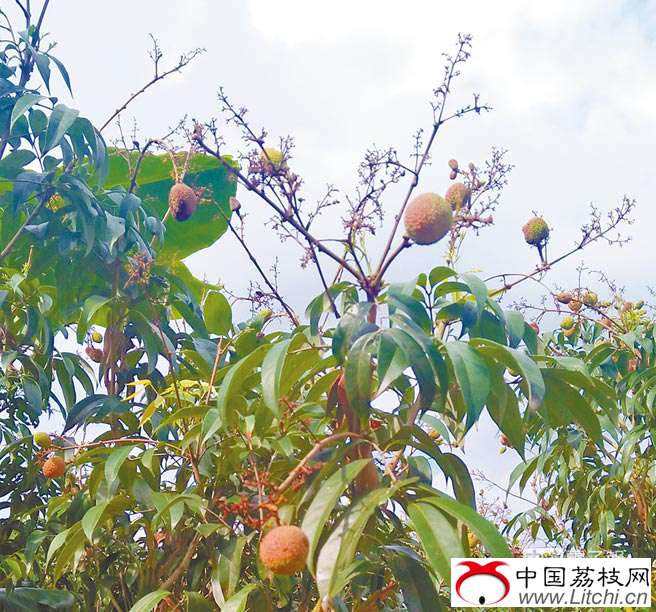 寒害＋雨澇 竹崎荔枝歉收