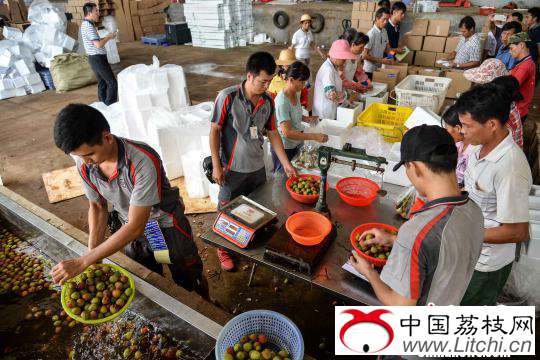 图为三门坡镇一处打包场，工人和快递员将荔枝浸泡冰水&ldquo;预冷&rdquo;后打包。　洪坚鹏 摄