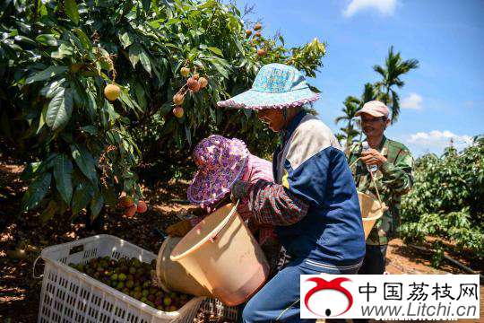图为31日上午，工人采摘荔枝。　洪坚鹏　摄