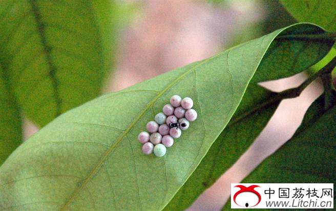 防治荔枝椿象有解，屏科大野放平腹小蜂