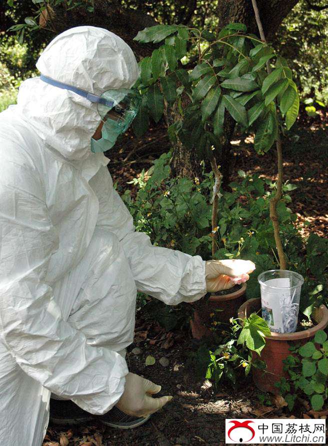 防治荔枝椿象有解 屏科大野放平腹小蜂