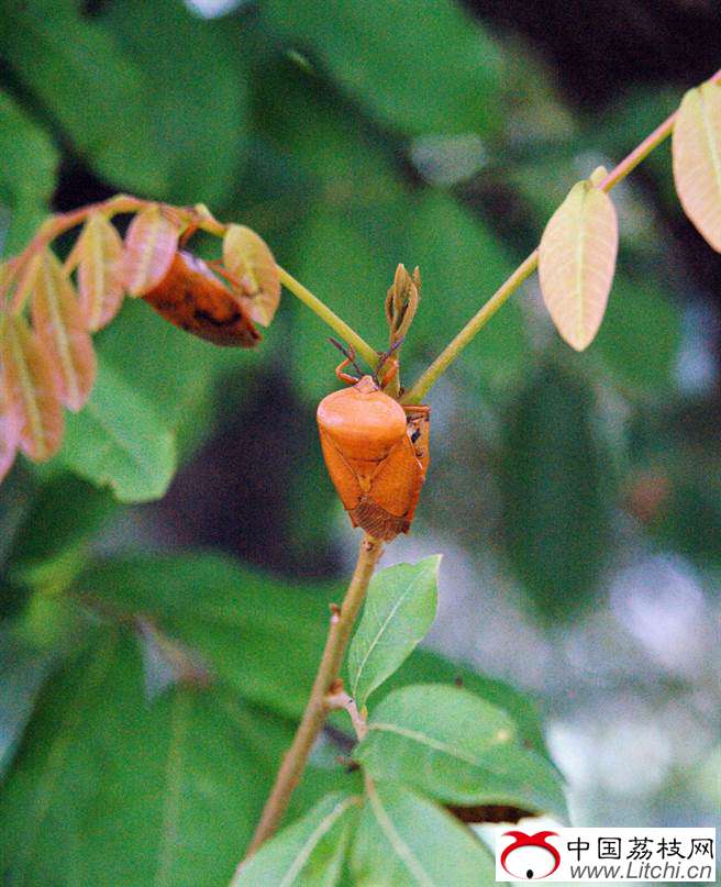防治荔枝椿象有解，屏科大野放平腹小蜂