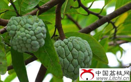 孕妇能不能吃番荔枝