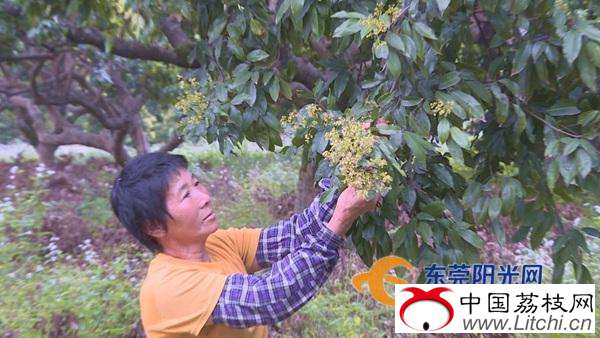 横沥：受雨水影响结果率 预计今年荔枝减产