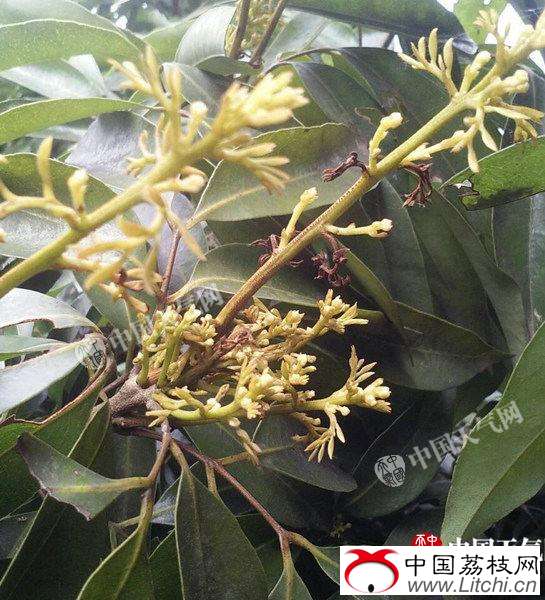 选择有利天气 做好泸州荔枝龙眼嫁接