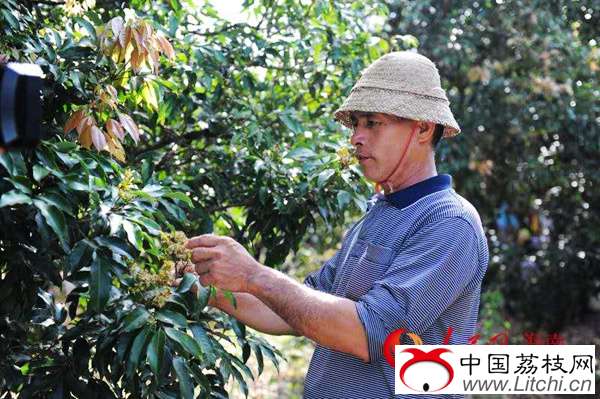 海口妃子笑5月上市 瓊山區荔枝產量或1.8億斤