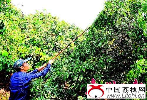 果农对荔枝树进行管护。 本报记者魏云鹤 摄