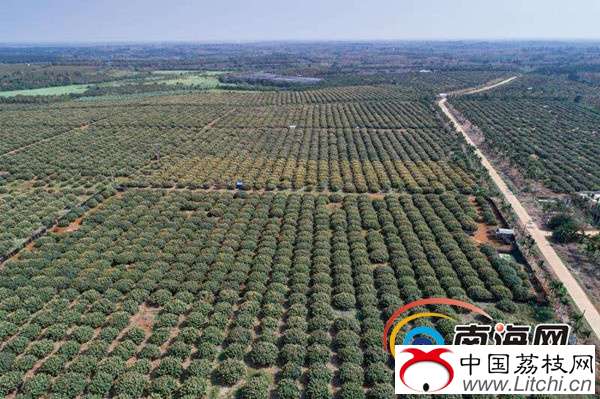 荔枝生产基地 南海网记者马伟元摄